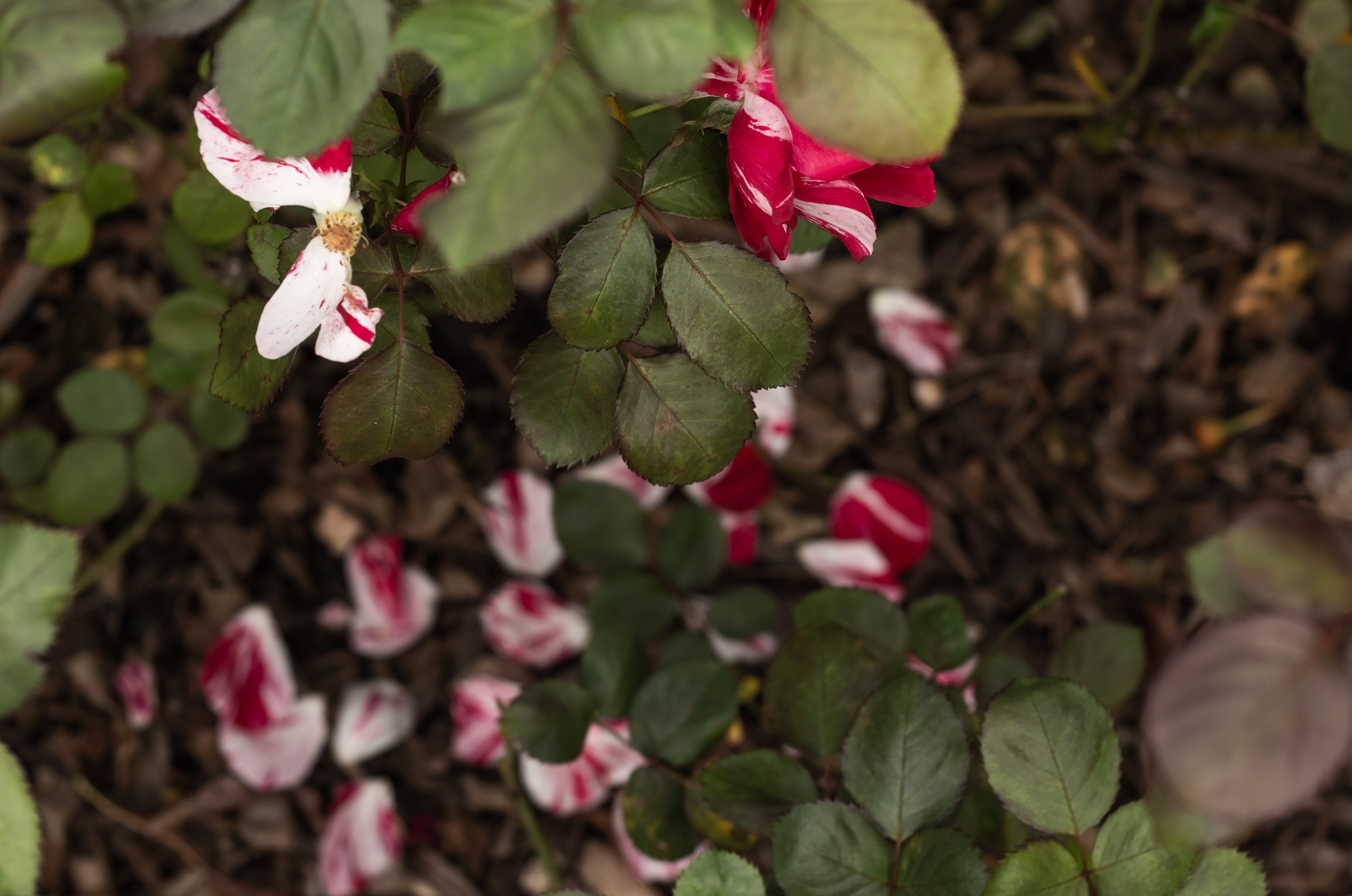 Fleurs rouges et blanches, feuilles vertes.