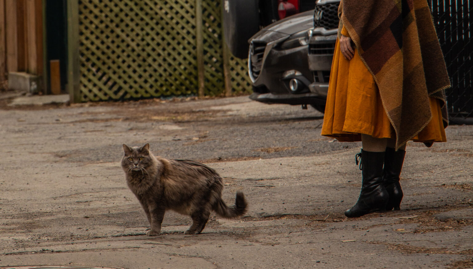 Un chat près d'une personne.