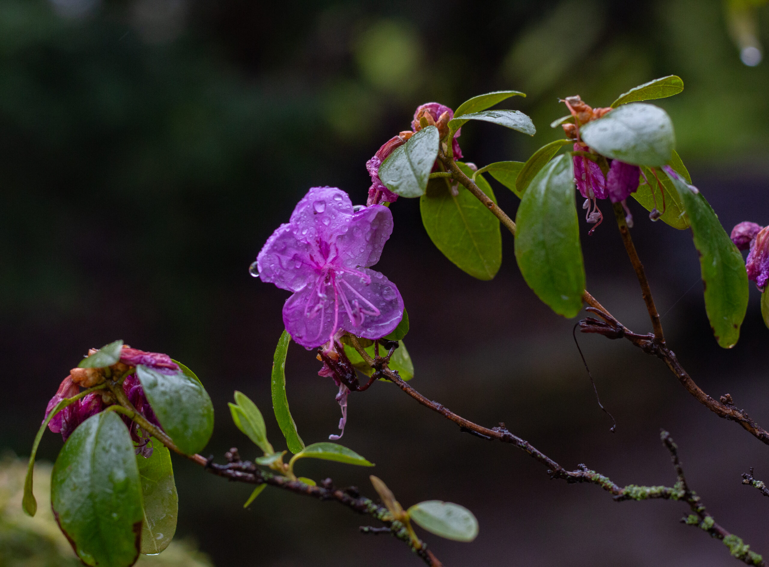 Fleurs roses avec gouttes de pluie.