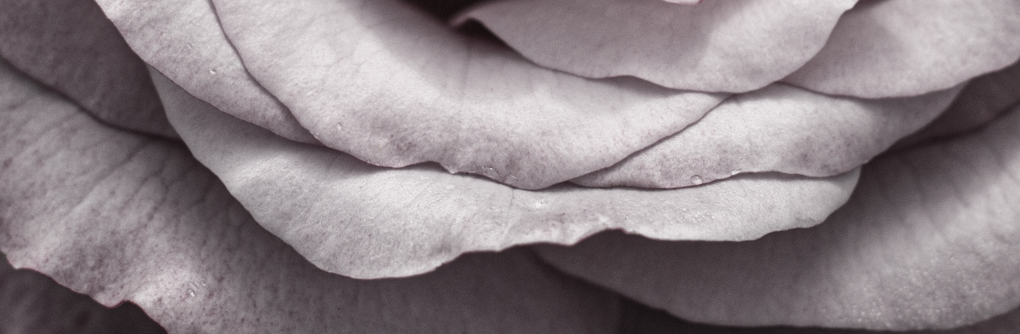 Pétales de rose en gros plan