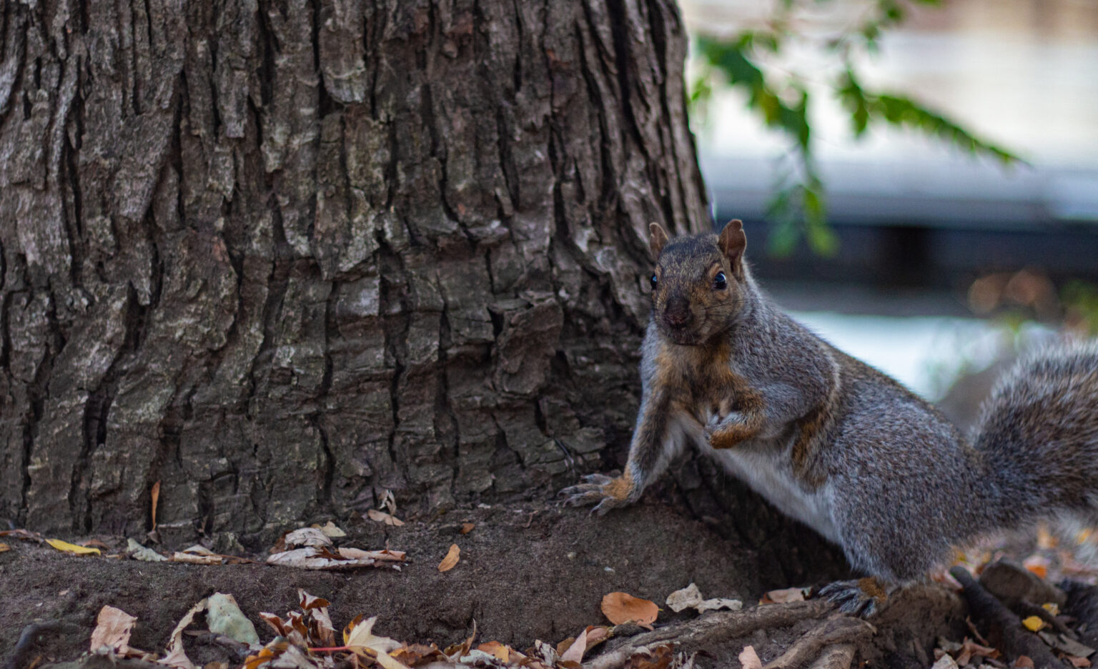 Un écureuil près d'un arbre.
