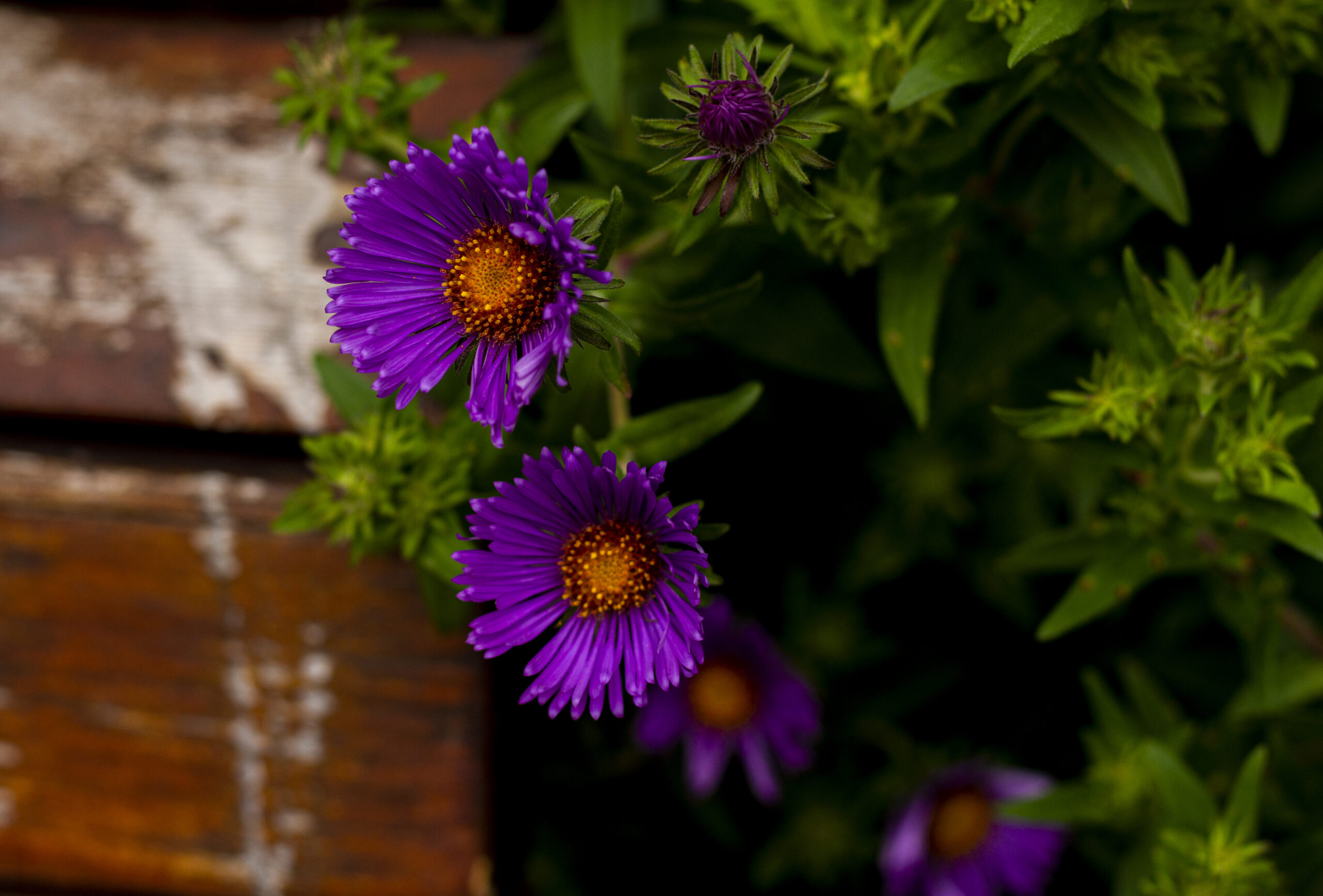 Fleurs violettes sur fond vert.