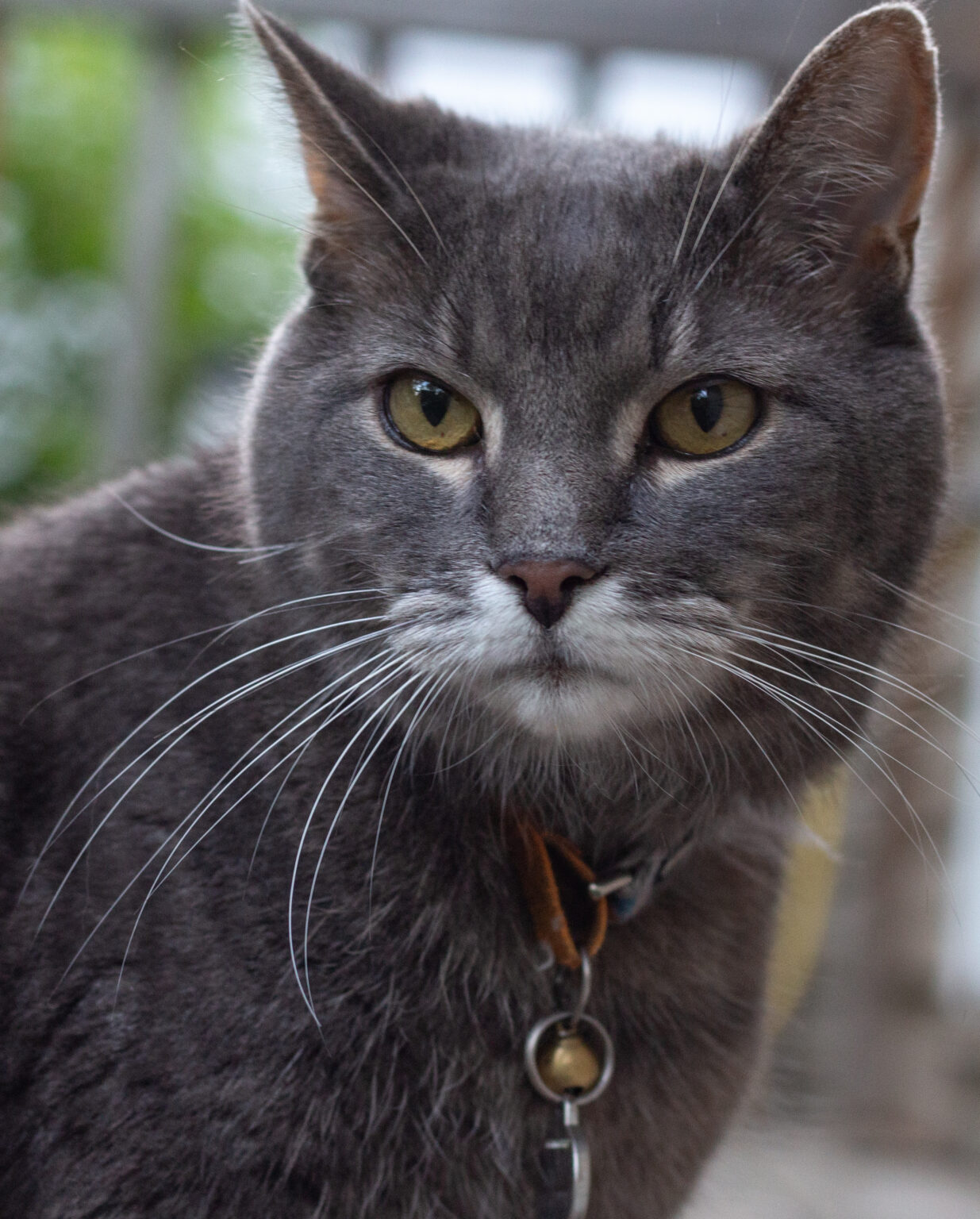 Un chat gris avec des moustaches.
