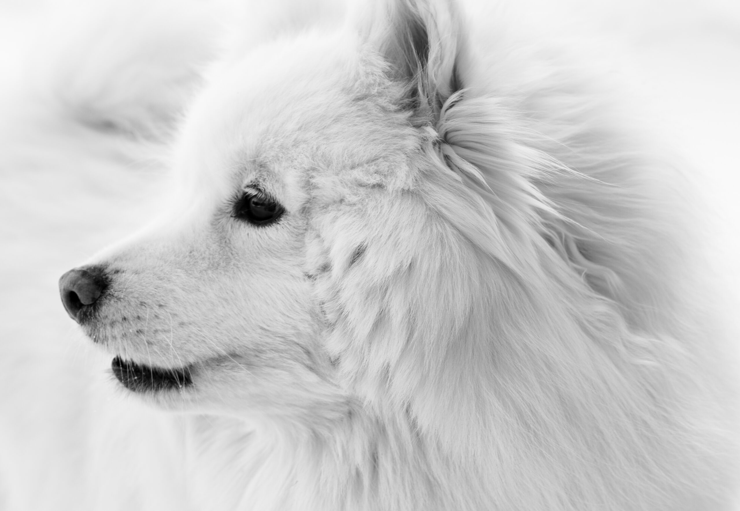 Chien blanc au pelage duveteux