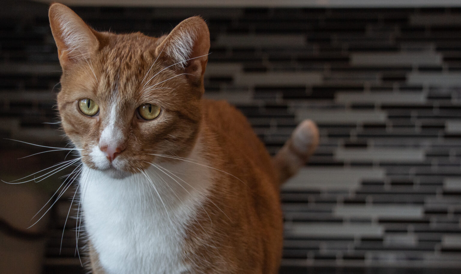 Un chat orange avec des yeux perçants.