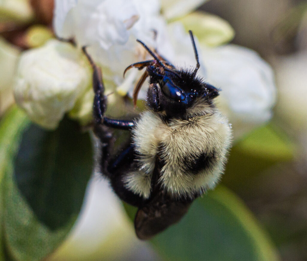 Une abeille sur une fleur.