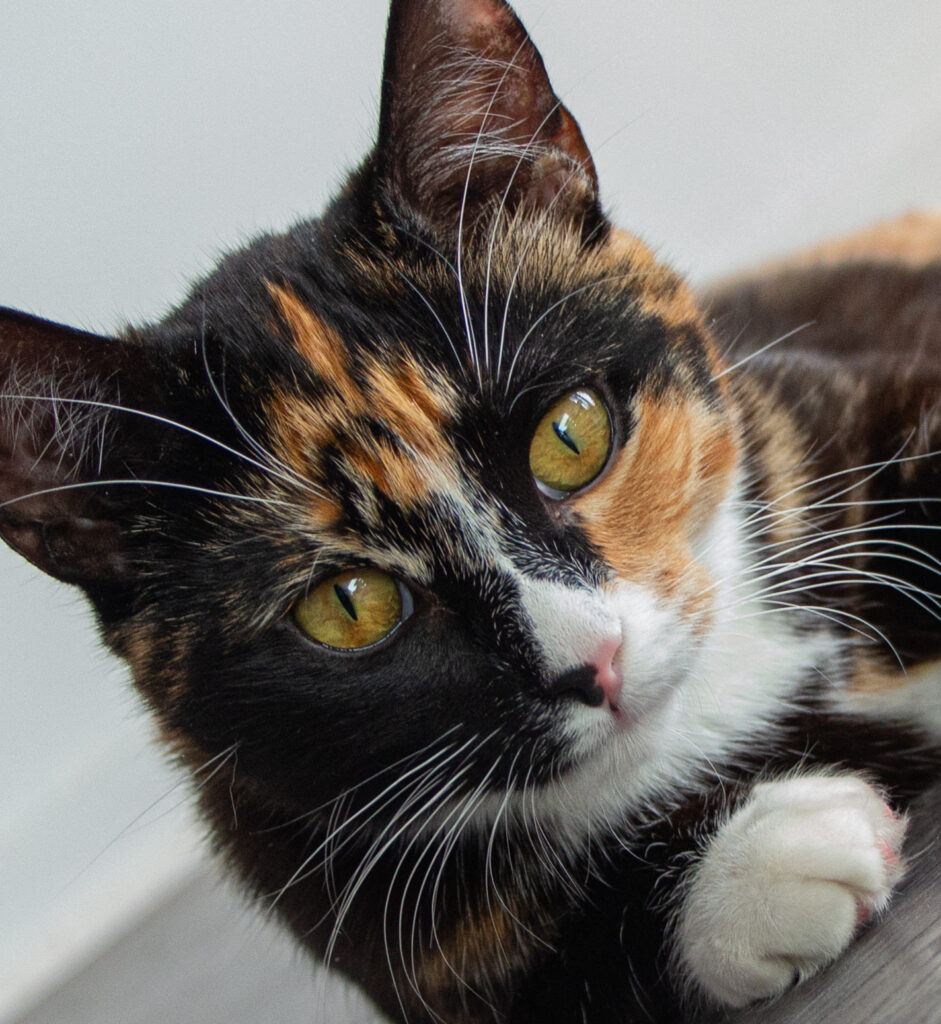 Un chat tricolore aux yeux verts.