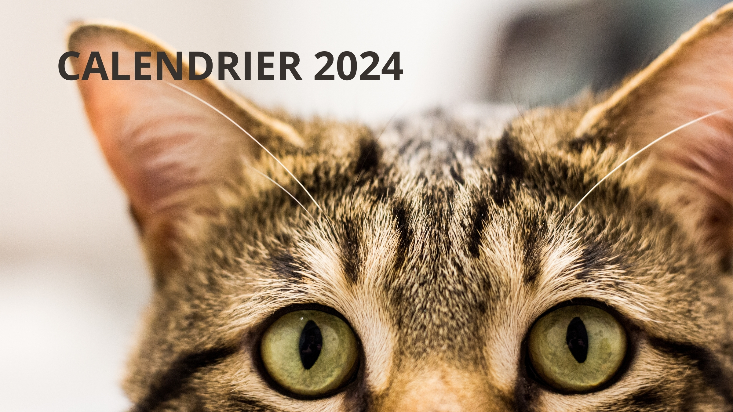 Un chat avec un calendrier 2024