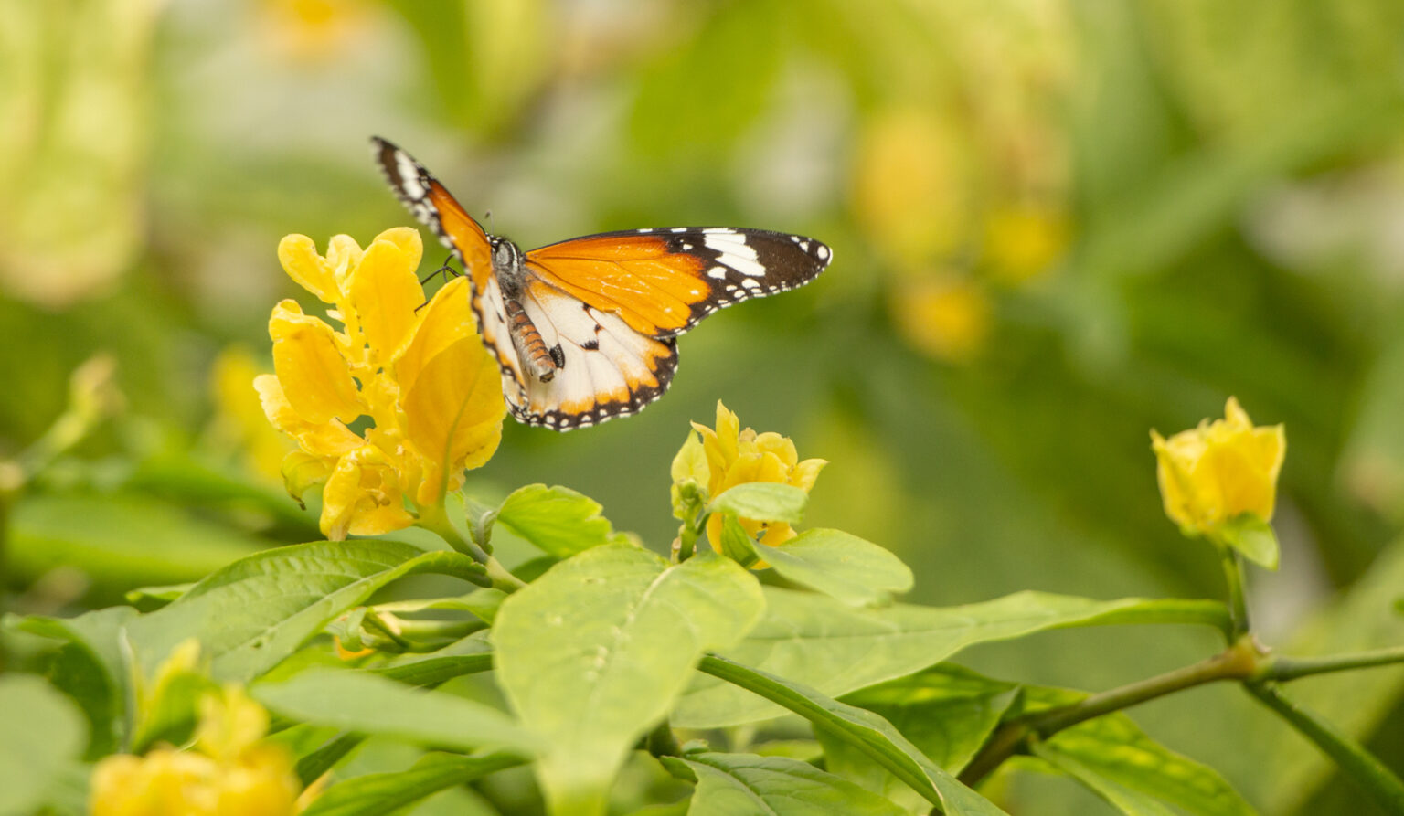 Papillon sur des fleurs jaunes.