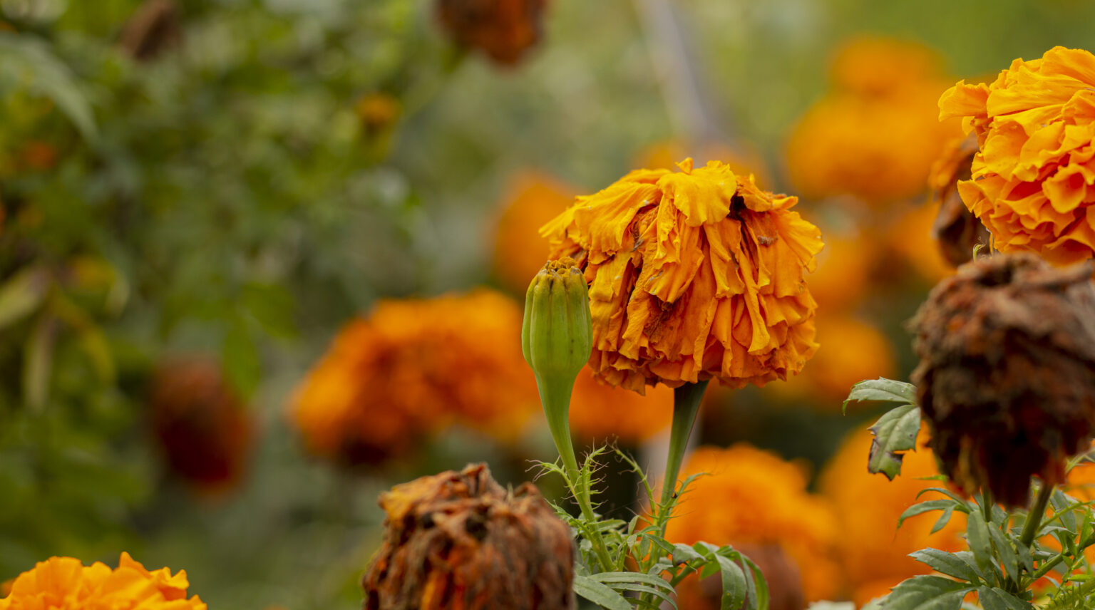 Fleurs orange en pleine floraison.