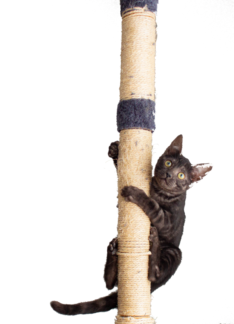 Un chat grimpe sur un griffoir.