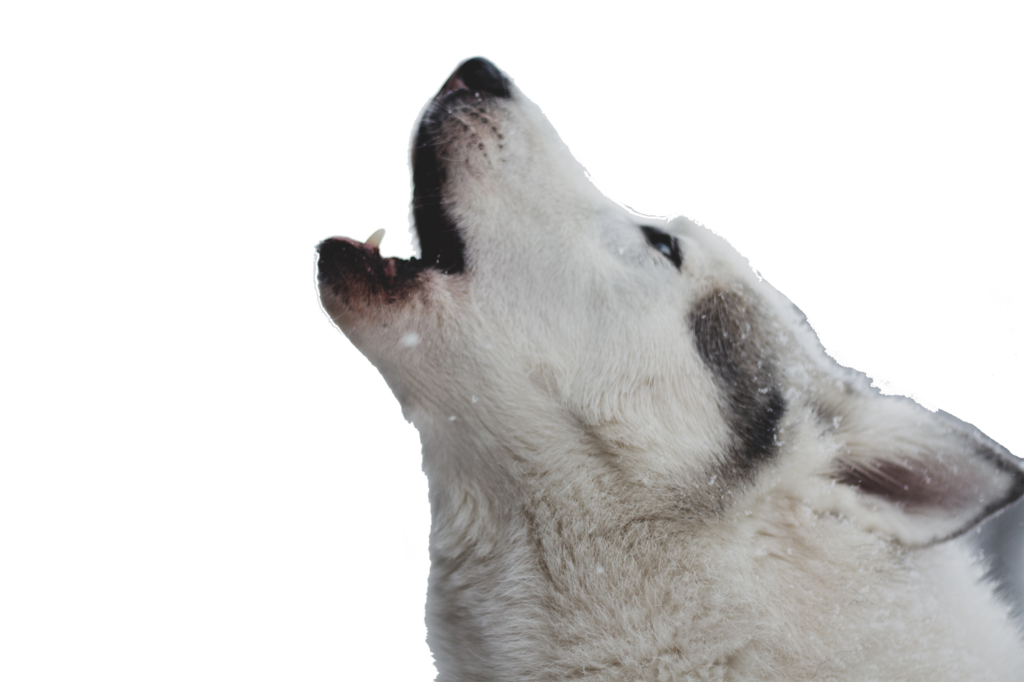Un chien hurle vers le ciel.