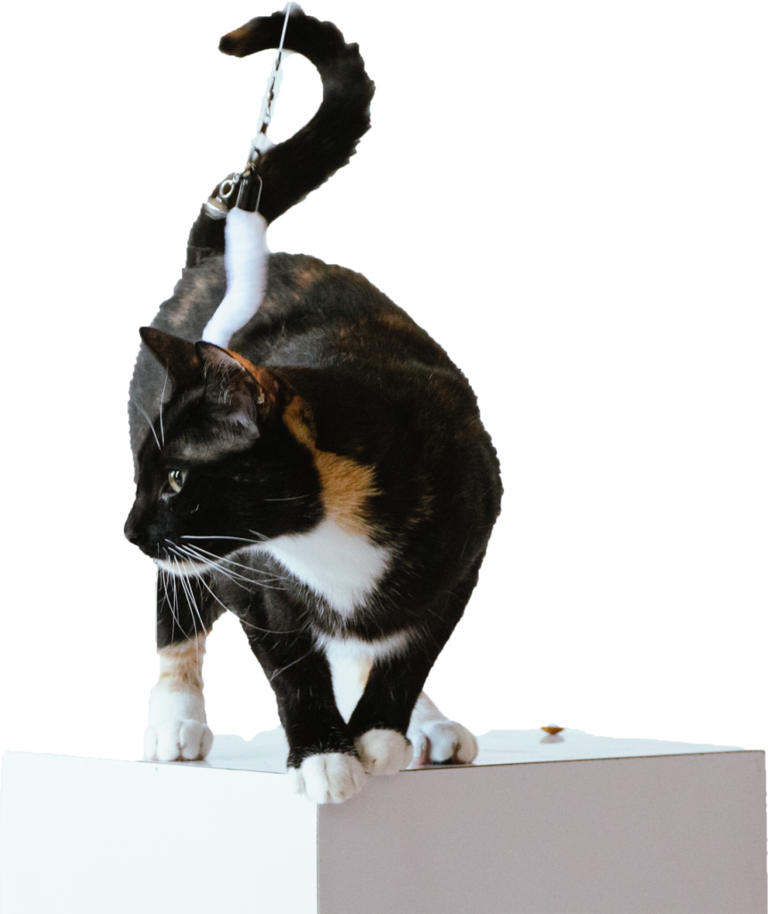 Un chat sur un socle blanc.