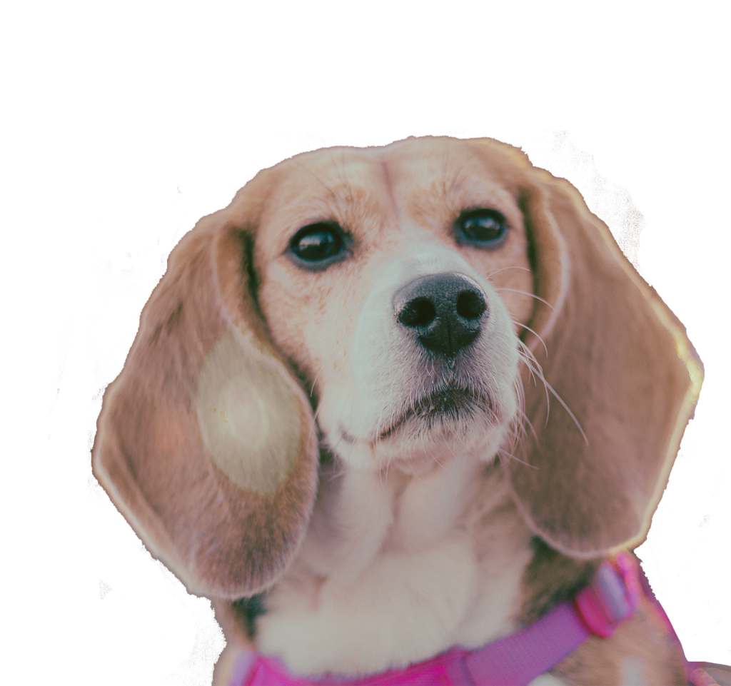 Un animal mignon avec un harnais.