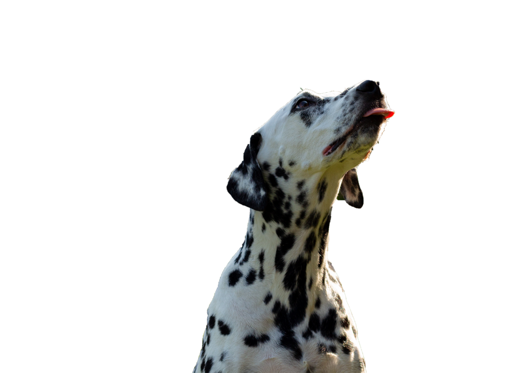 Un chien dalmatien regardant en haut.